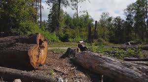 Best Emergency Tree Removal  in Huntington, VA