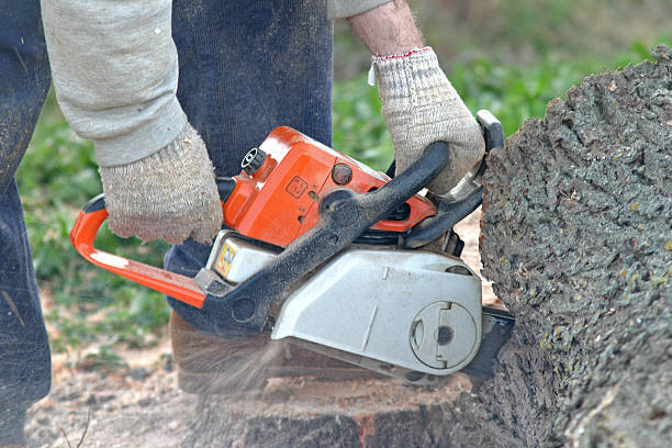 How Our Tree Care Process Works  in  Huntington, VA