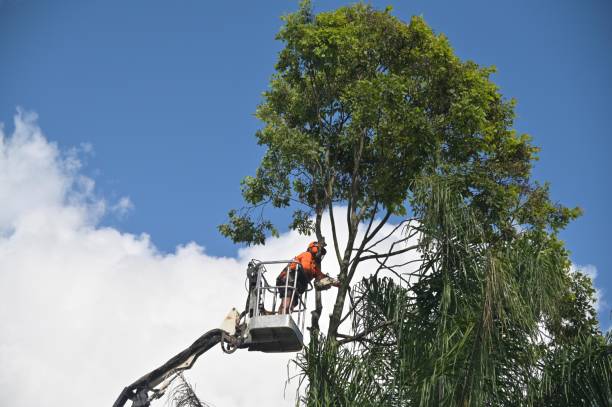 Best Tree and Shrub Care  in Huntington, VA