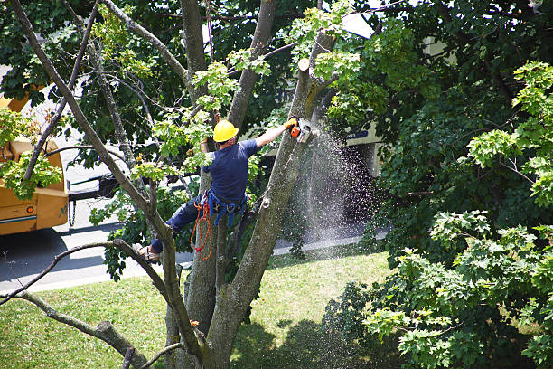 Best Hazardous Tree Removal  in Huntington, VA