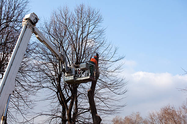 Best Root Management and Removal  in Huntington, VA
